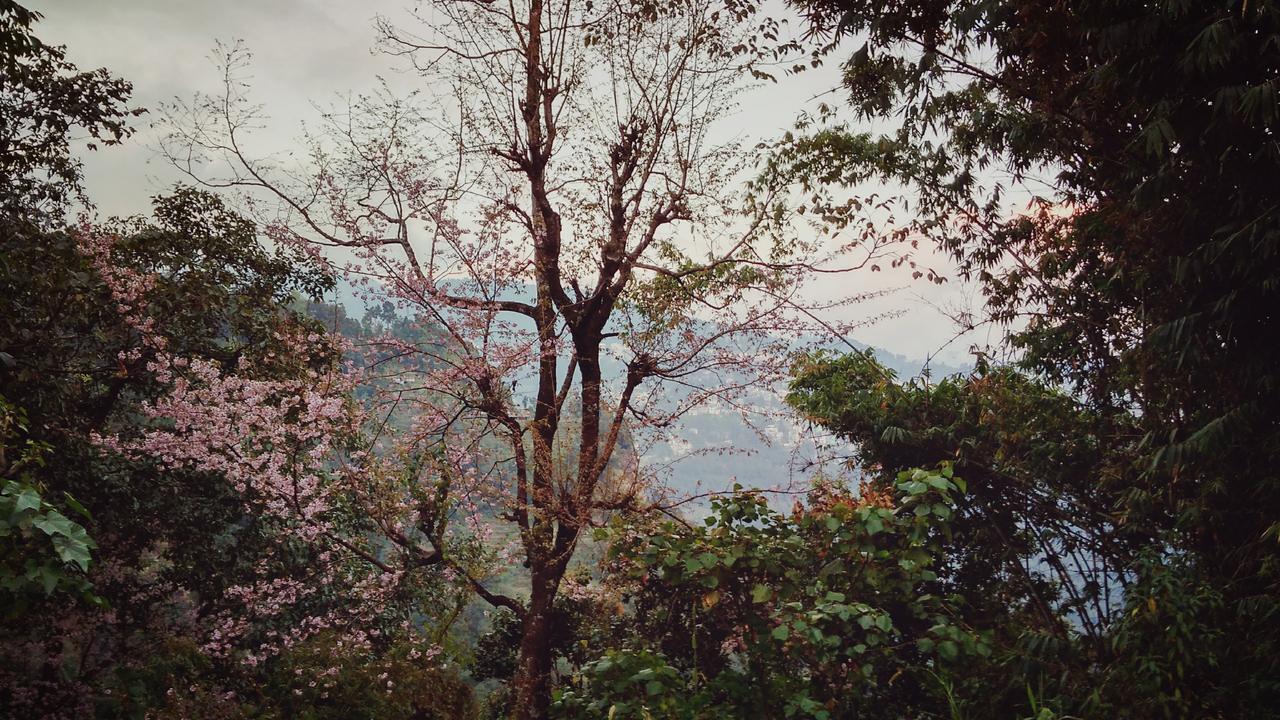 Enchanted Forest Farmstay 甘托克 外观 照片