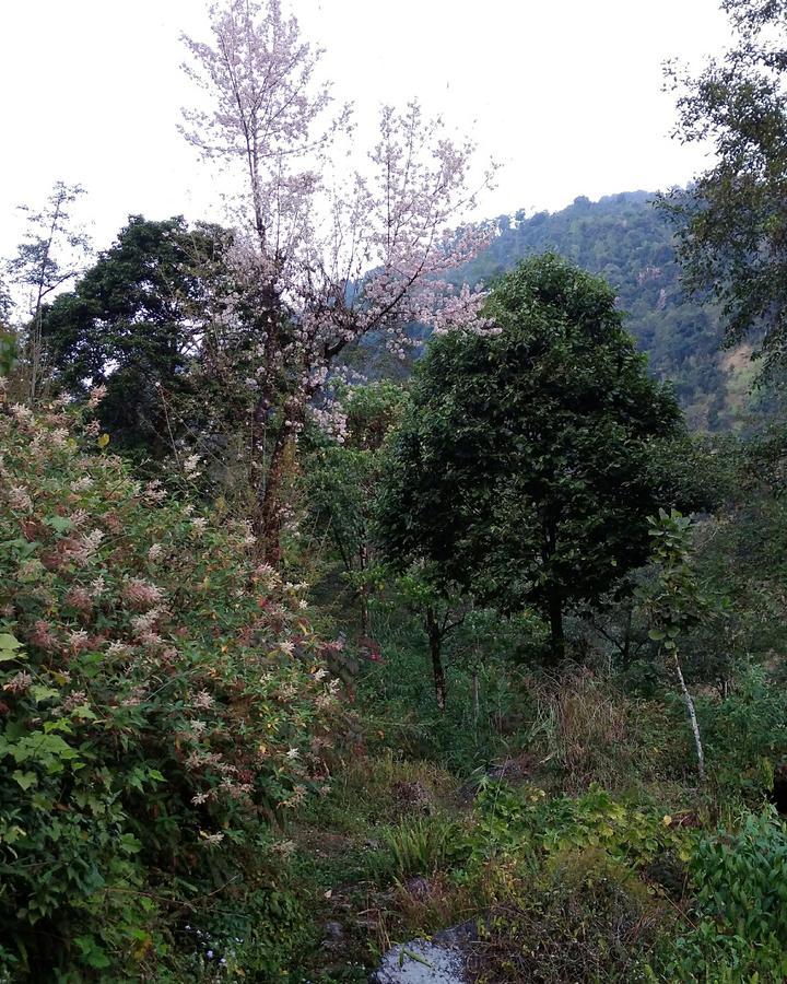 Enchanted Forest Farmstay 甘托克 外观 照片